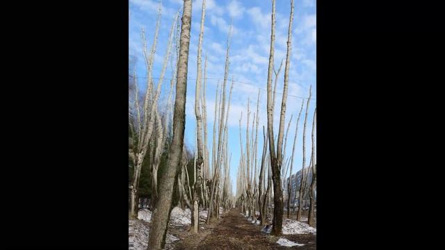 Аллея пеньков