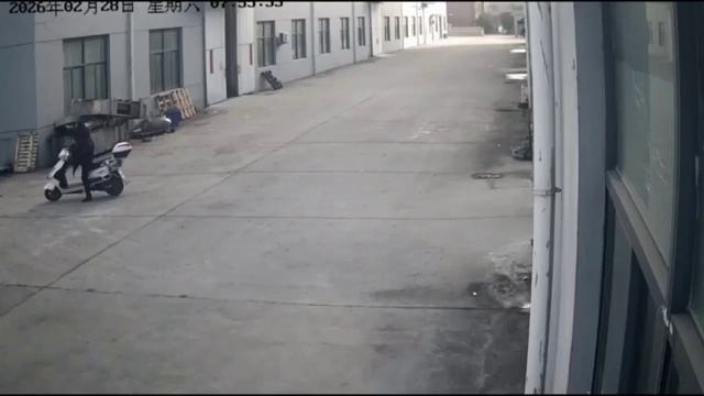 Две собачки