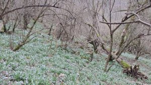 Подснежники