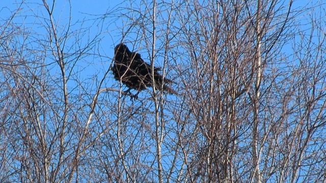 Кадры дня 27 марта 2026 / Ижора. Межстоличье.