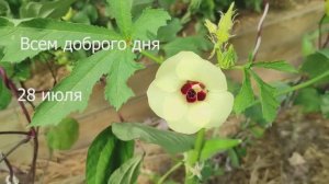 Обзор теплицы на 28 июля 2022 года.