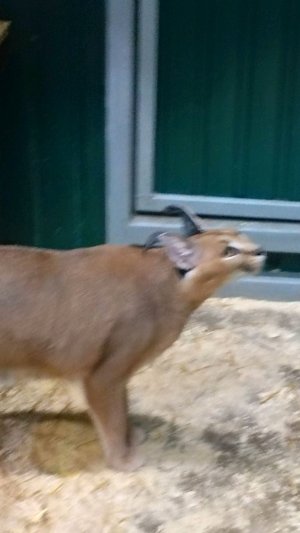 стрим на улице будет идти пока я не замёрзну))))