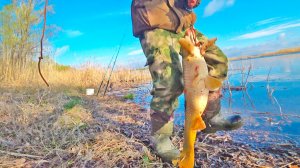 ЭТО ЖОР! КРУПНЫЙ САЗАН... И КАРАСИ МОНСТРЫ! ДИКАЯ РЕКА - ТРОФЕЙНАЯ РЫБАЛКА НА ДОНКИ И ПОПЛАВОК ВЕС