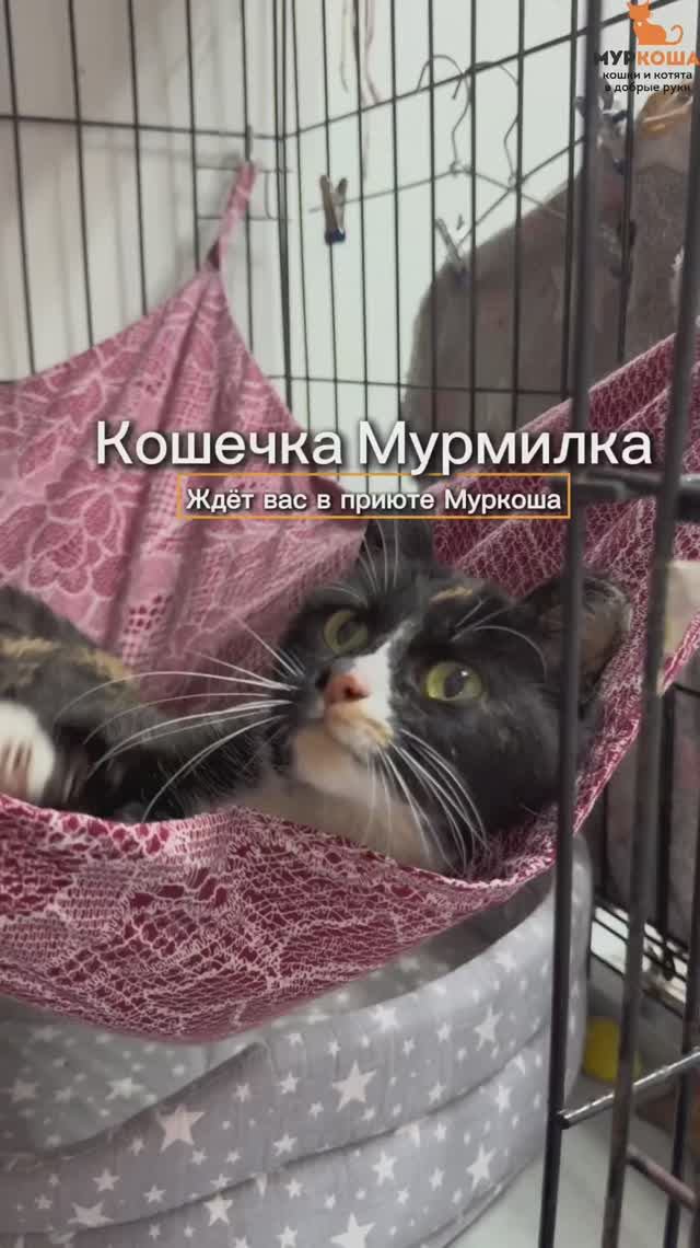 Мурмилка ждёт вас в приюте #Муркоша