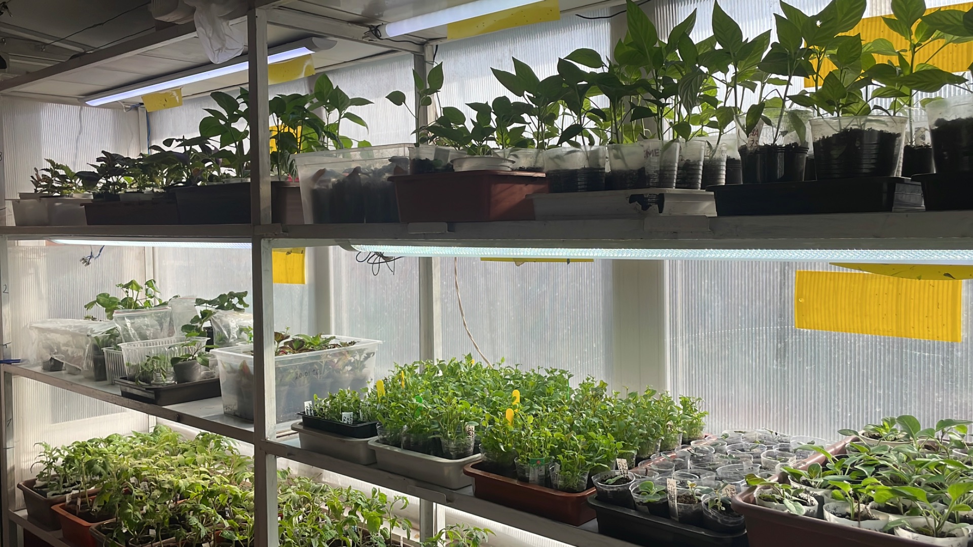 Обзор Светёлки, что же в ней осталось?