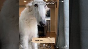 {Русская Псовая Борзая}—мой эдит