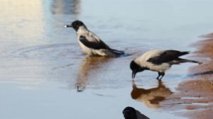 Водные процедуры