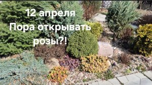 12 апреля в Подмосковье. Пора открывать розы?!