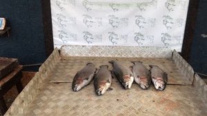 улов форели