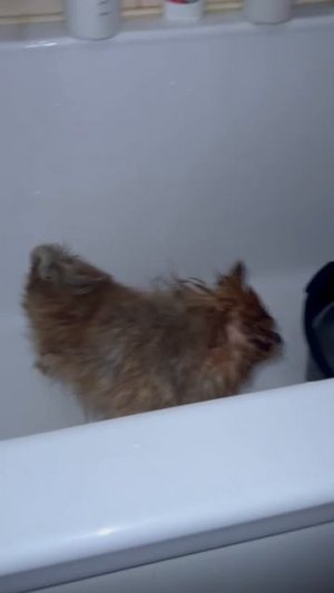 Вот это Буся.