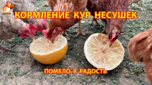 Кормление кур несушек Помело