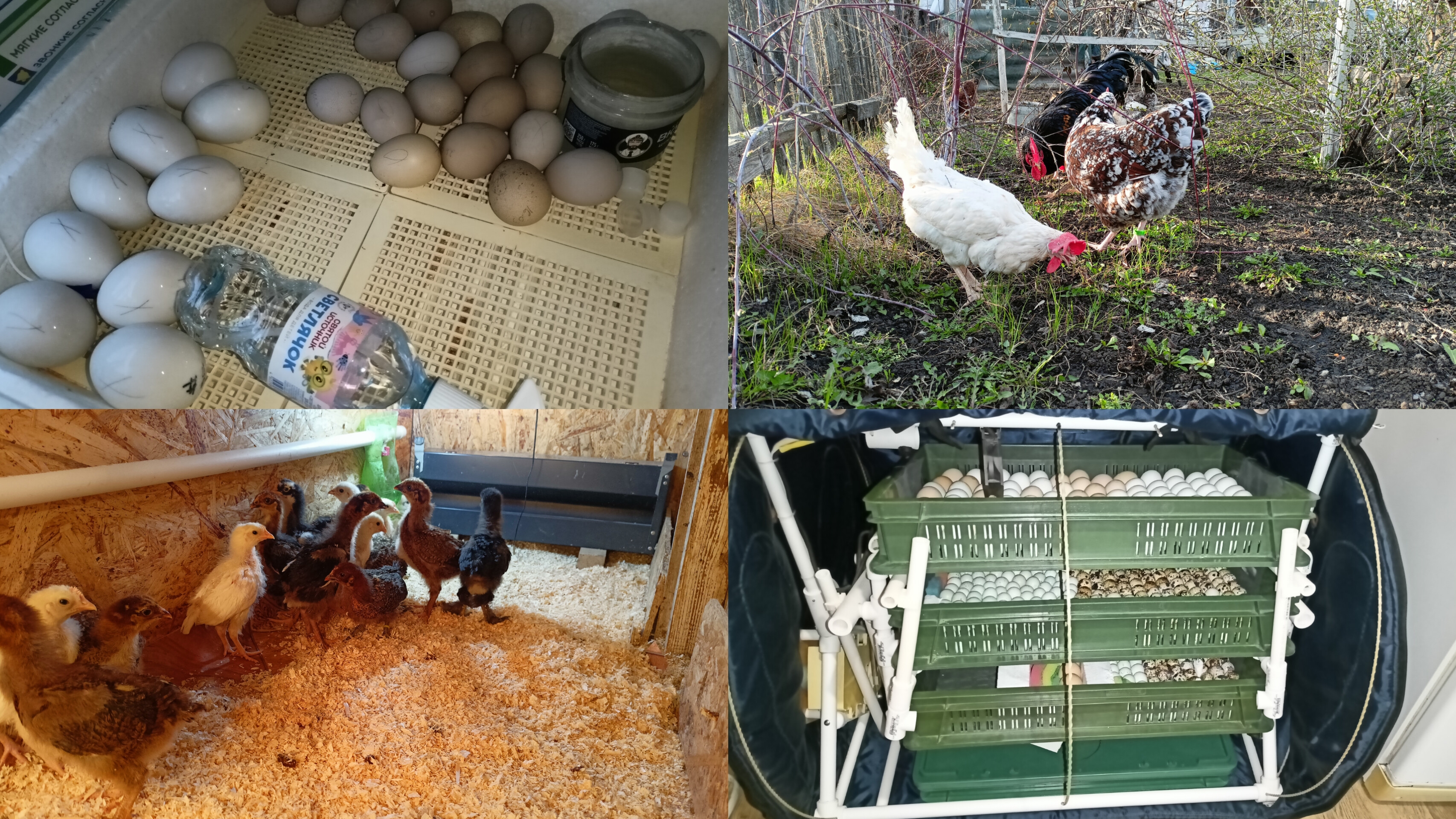 йодная шашка. Пересадка цыплят. Проветривание инкубаторов