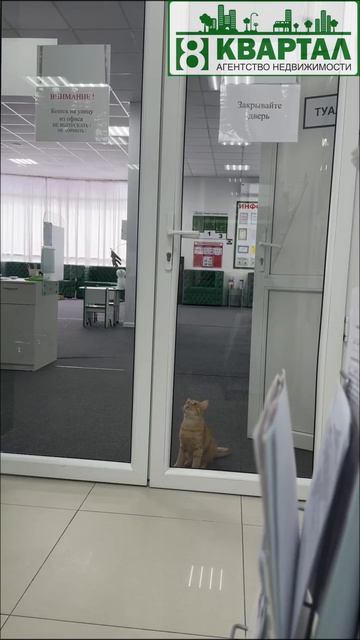 Даже кошкам не терпится начать работу в агентстве недвижимости 🐈🤩