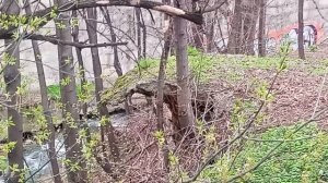 Кисловодск. Ремонт пр. Первомайский. 11.04.2026 г.