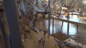 Museo de Historia Natural de París. Anatomía comparada