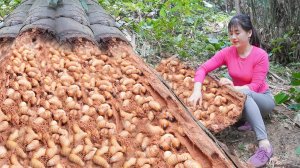 Собираю кокосового долгоносика в гнилых стволах кокосовых деревьях и продаю на рынке. Нхат