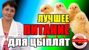 Лучшее КОРМЛЕНИЕ маленьких цыплят.