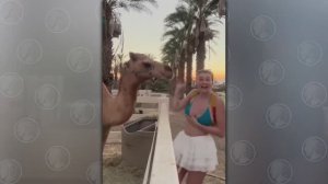 Приколы смотреть онлайн. Юмор