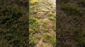 гуляю с Тяфай