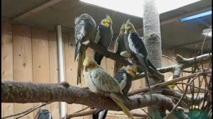 Петербургский Зоопарк