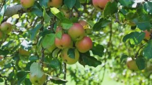 "Девчонка с окраины"