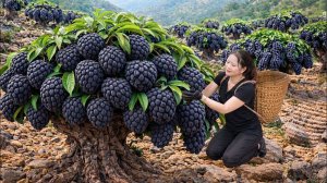 Сбор чёрных заварных яблок на смертоносных утёсах ｜ Редкий фрукт, который стоит целое состояние.