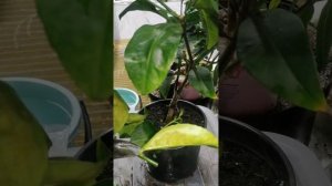 Нашёл веточку и привил