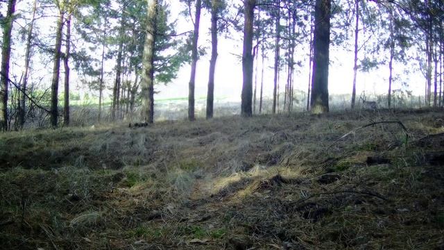 Весенние радости.