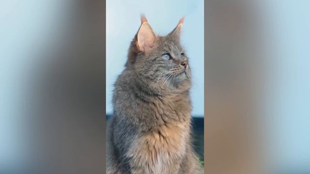 Знакомьтесь, это китайская горная кошка — один из самых скрытных хищников в мире. смотреть онлайн
