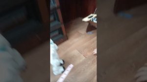 финальная часть пять ночей с бабайкой