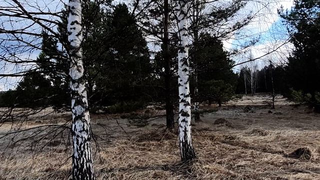 Керенские красоты #природа #весна #пениептиц