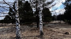 Керенские красоты #природа #весна #пениептиц