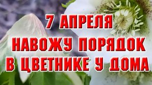 7 апреля. Навела чистоту в цветнике у дома и обрезала гортензию Ванила Фрайз