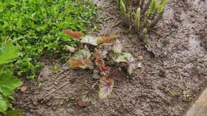 ☔️ Прогулка под дождём. 12.04.26.🌧