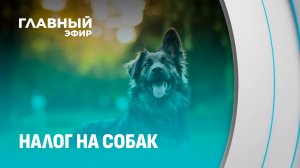 От регистрации до налога: что нужно знать хозяевам собак? Главный эфир
