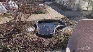 Обзор сада 11 апреля