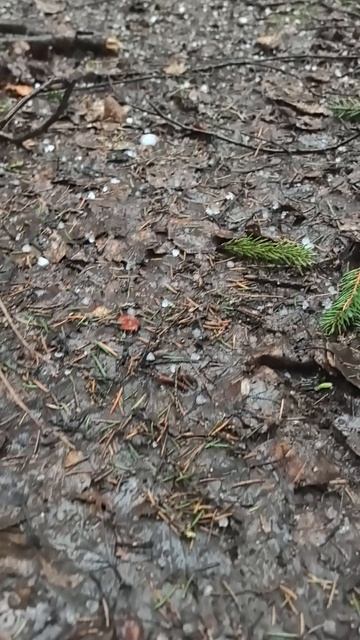 12.04.26 лес трехгорка