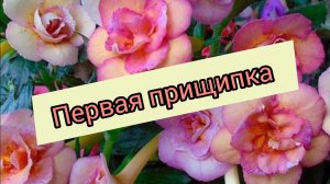 🌷🌿Ахименес и глоксинии, продолжение.😉