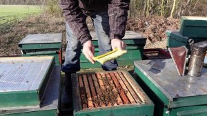 весеннее сокращение грезда пчел.