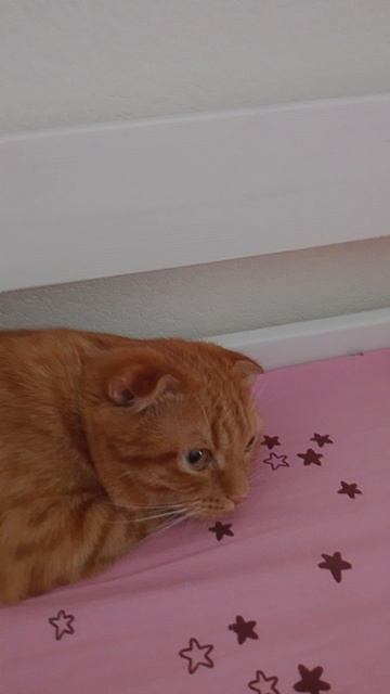 Baby bunny мой кот