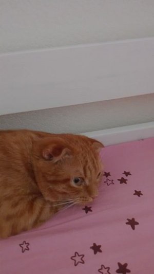 Baby bunny мой кот