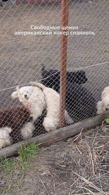 Есть свободные щенки американского кокер спаниеля
