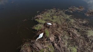 Пара лебедей на гнезде. 2026.