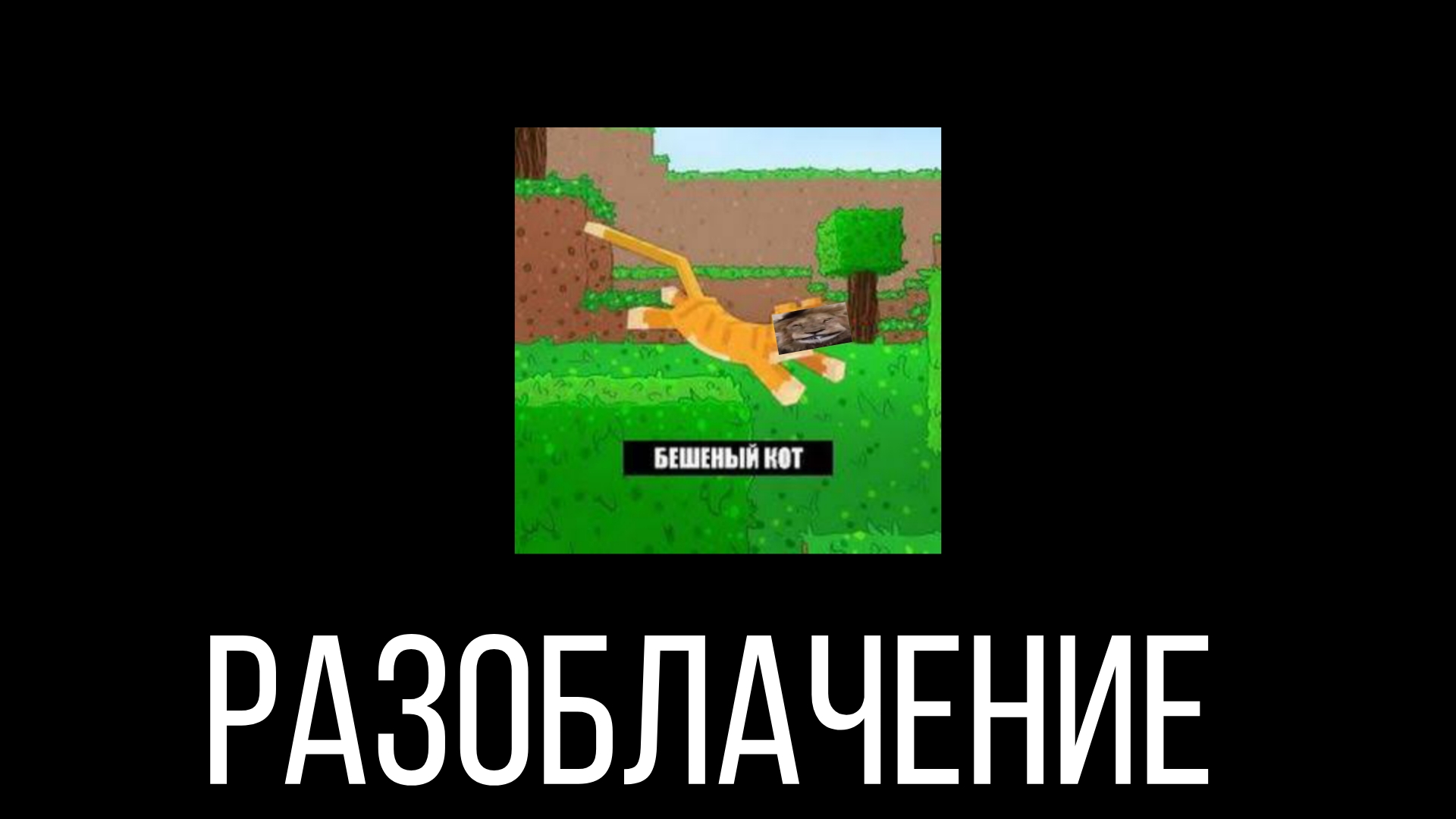 РАЗОБЛАЧЕНИЕ БЕШЕНОГО КОТА В БШОКМАН ГО БЕД ВАРС РАССКАЗЫВАЮ ВСЮ ИСТОРИЮ КАК ВСЕ БЫЛО Blockman Go
