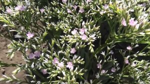 Выращивание из семян многолетнего цветка кермека татарского