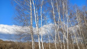 Облака и птички!