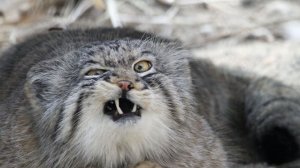 Игры # Ил-2 # Il2 # Arma # Dayz # WarThunder # Самолёты # Штурмовики