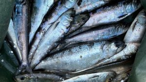 АСТРАХАНСКАЯ СЕЛЕДКА ПРЁТ КОСЯКАМИ. Он ловит так впервые. В поисках ерша & Астраханский клев-