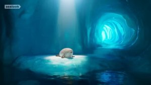 Shouting Seal Ultimate l SEALOOK l EP.11