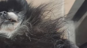 Мы идём гулять с собакой! | 18-ноя-2024